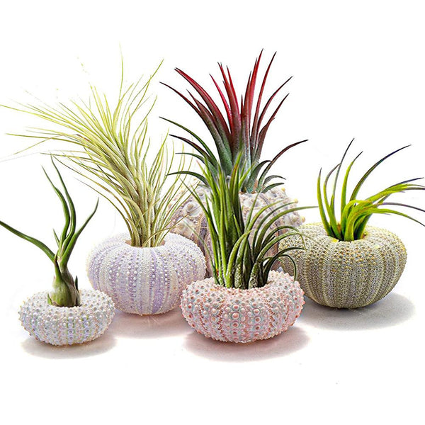 Grappige Hangende Plantenpotten Set – Unieke Decoratie voor Thuis